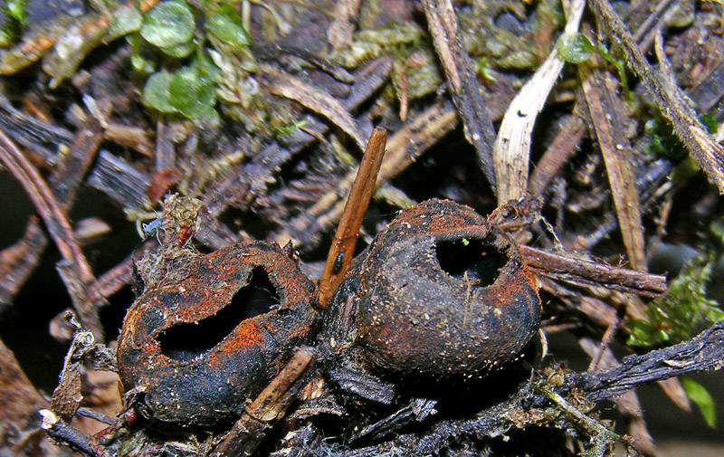 Plectania melastoma. Scheda fotografica